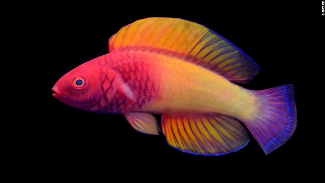 New rainbow-colored fish life in the ocean’s ‘twilight zone’