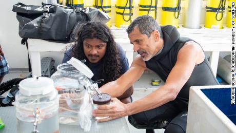 (왼쪽부터) Ahmed Najeeb와 Luiz Rocha가 최근 몰디브 탐험에서 수집한 물고기를 살펴보고 있다.