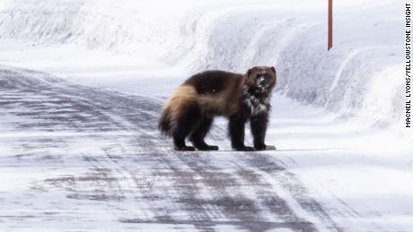 A wolverine was spotted running through the snow in the northeast corner of Yellowstone National Park. 