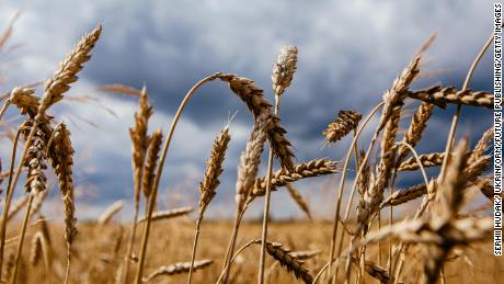 India bans wheat exports as heat wave hurts crops and domestic prices soar