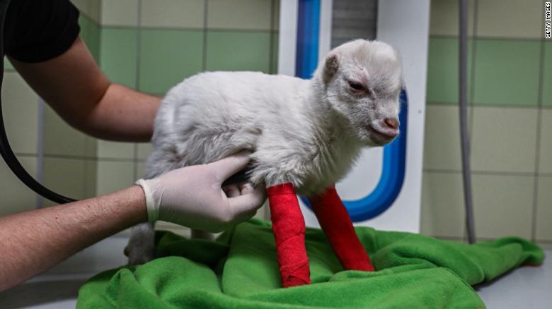Meet Sasha, the baby goat saved from war-torn Ukraine