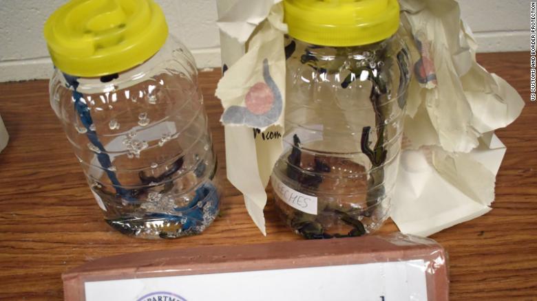 Now, that’s just icky: Border agents seize boxes of blood-sucking leeches