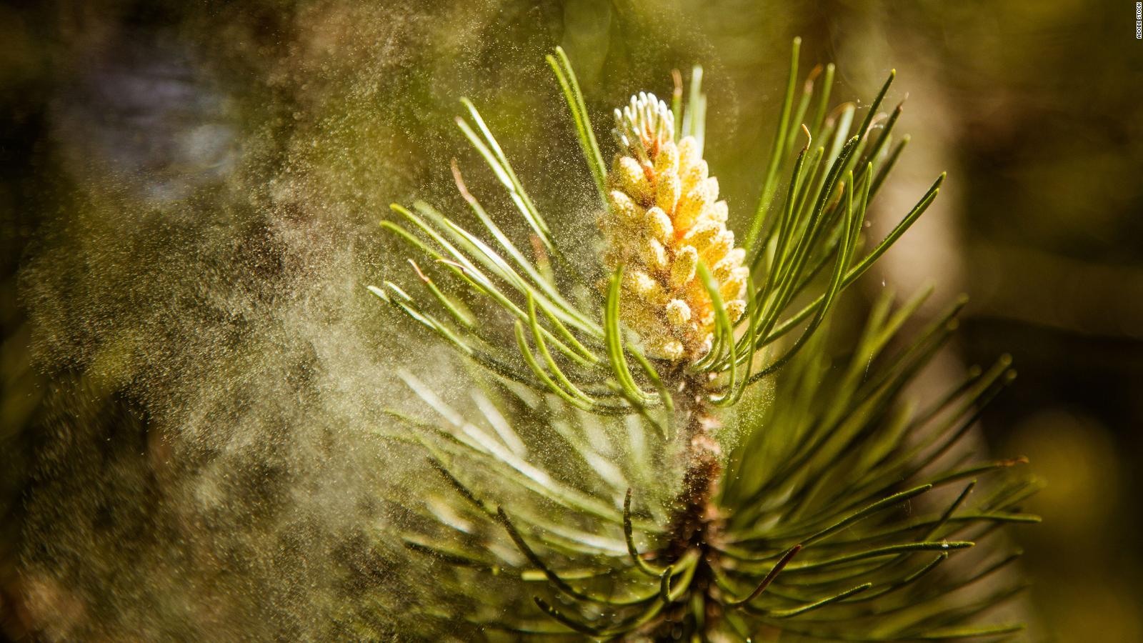 Allergy season will begin more than a month earlier than normal and be