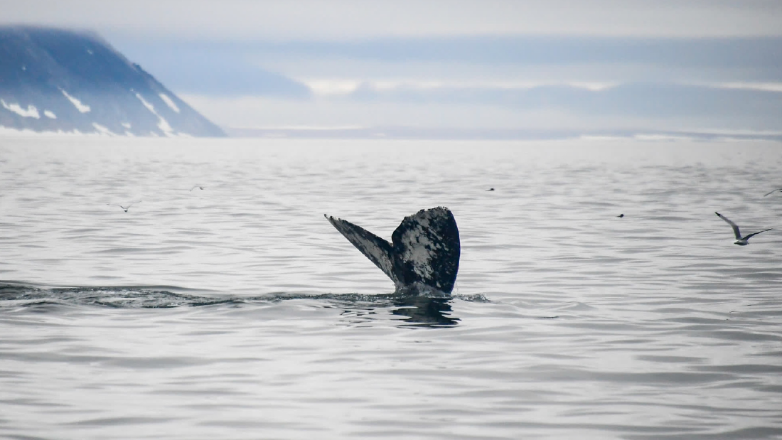 Once nearly extinct, resilient gray whales are again dying. But there's hope