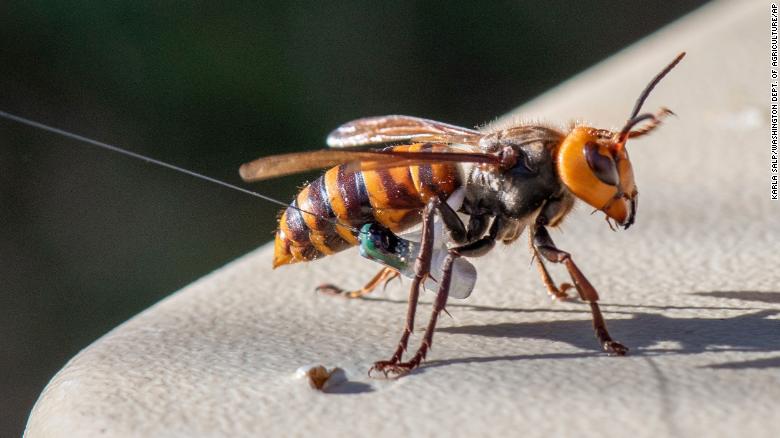 Sex traps can lure thousands of male giant hornets to their death, study finds