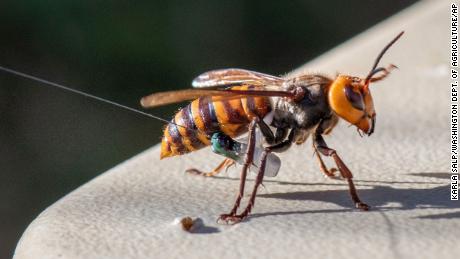 Study finds sex traps can lure thousands of male giant hornets to their deaths  
