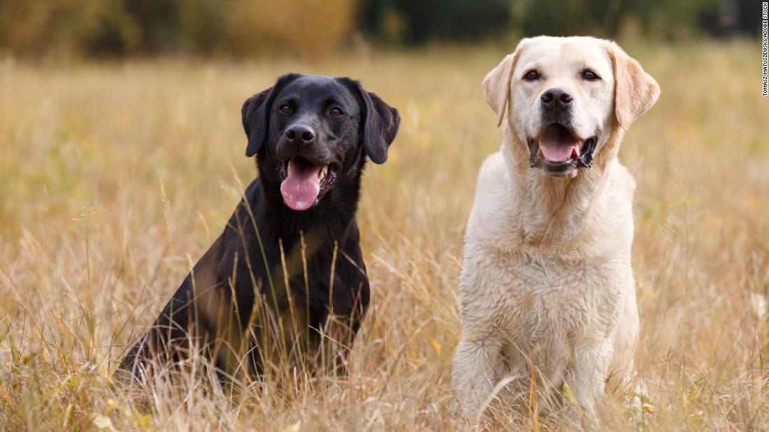 Labrador retriever tops American Kennel Club's annual list of most popular dog breeds