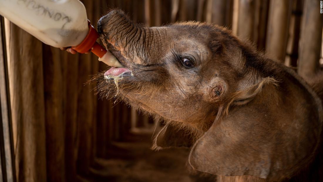 These baby elephants are thriving, and they have goats to thank