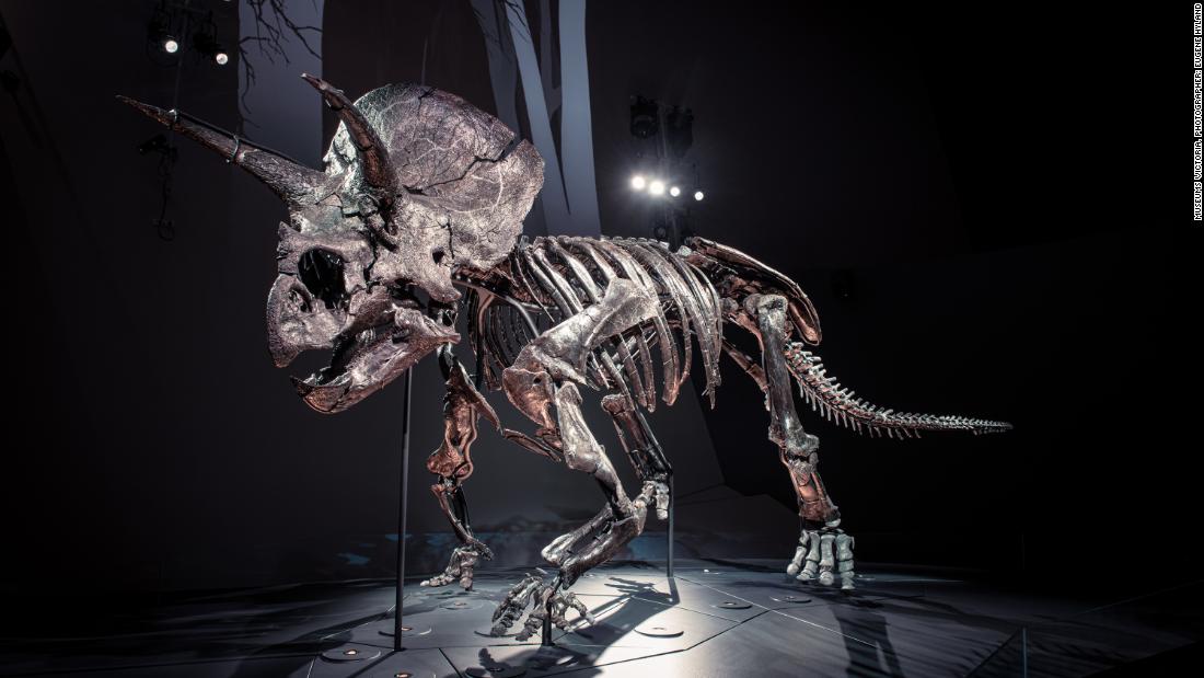 Say hello to Horridus, one of the most complete Triceratops fossils found on Earth