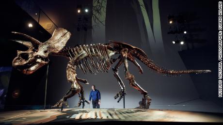 Erich Fitzgerald helped curate Horridus the Triceratops'  exhibit at the Melbourne Museum.