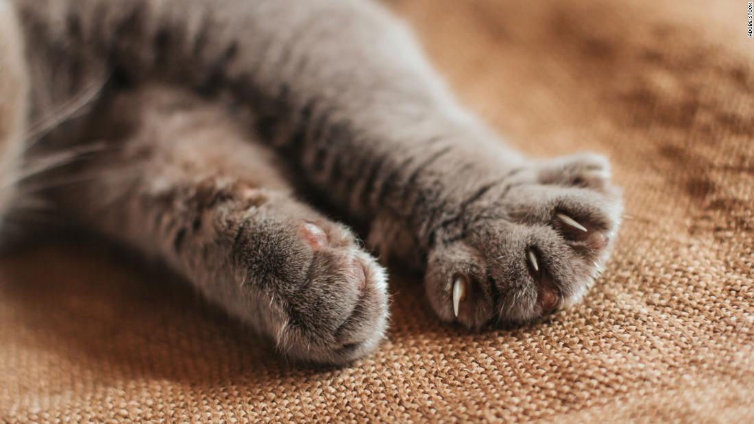 Maryland lawmakers move to ban veterinarians from declawing cats