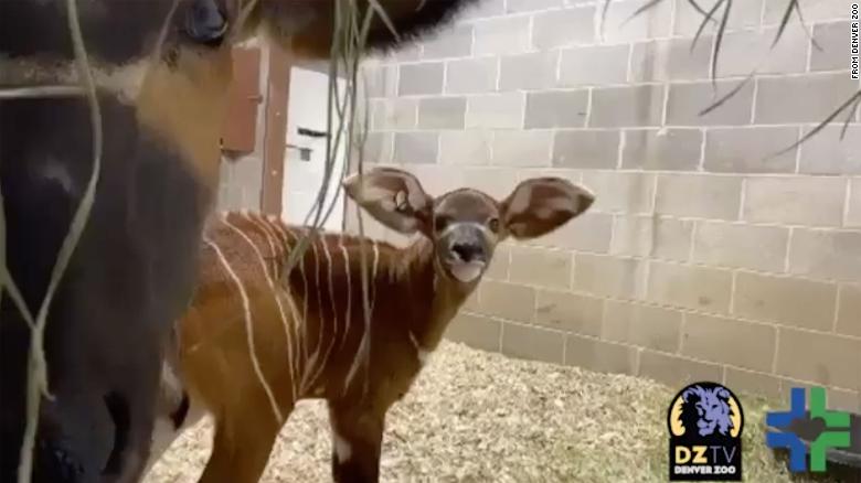 Meet Winston, a rare bongo born at the Denver Zoo
