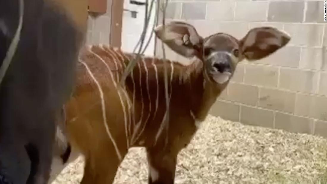 Meet Winston, a rare bongo born at the Denver Zoo