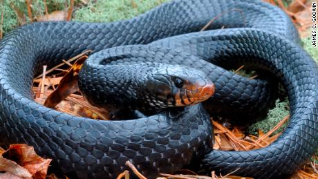 A rare Eastern indigo snake was found in Alabama.