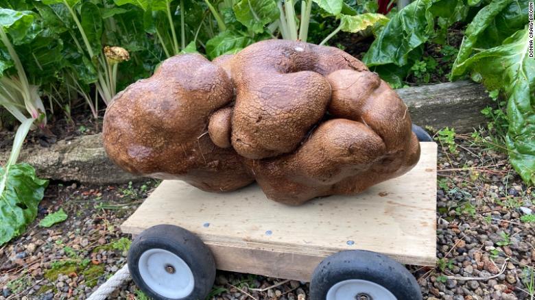 Dug, ‘the world’s largest potato,’ revealed to not be a potato