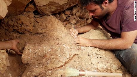 Le paléontologue Matteo Fabri travaille sur un fossile sur le terrain.
