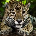 Jaguar Belize 01