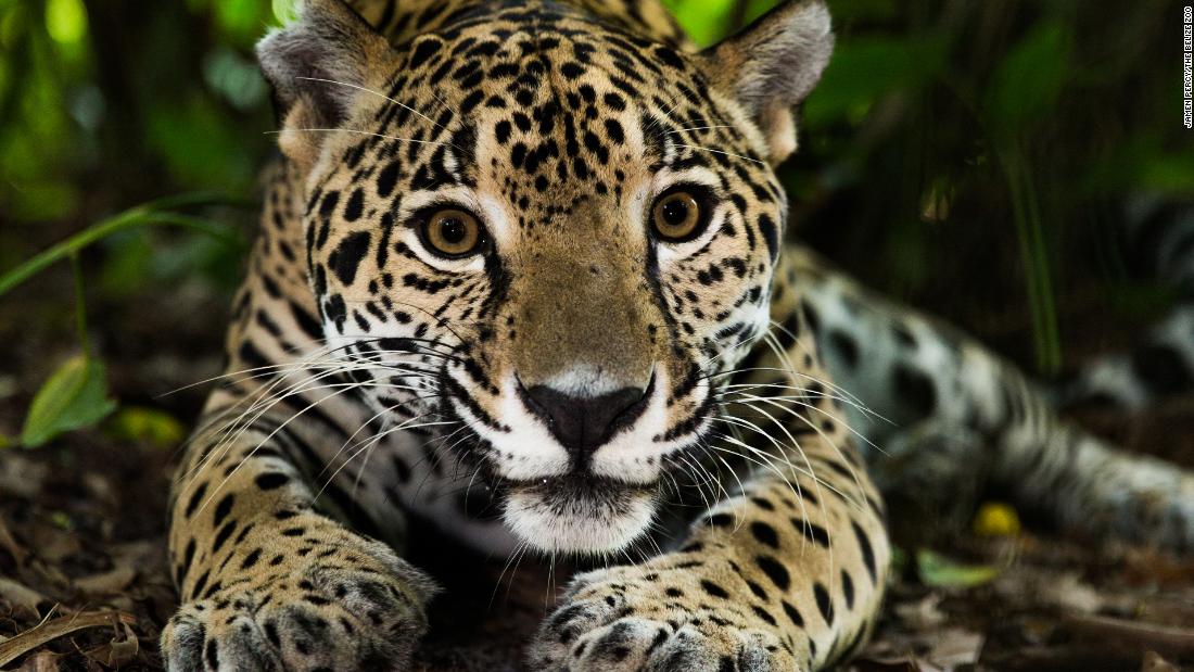 Vintage Jaguars Feel the Mystery of the Maya World Belize 