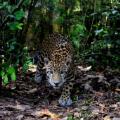 Jaguar Prowling Belize