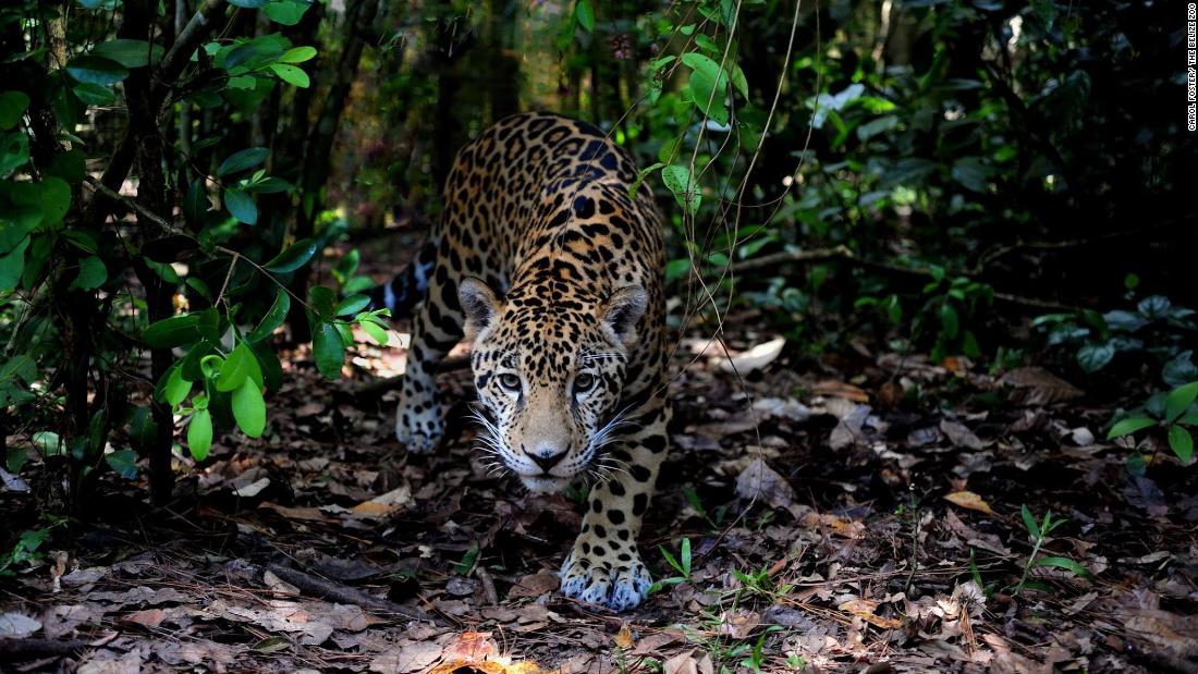 Jaguars need huge spaces and can roam for up to &lt;a href=&quot;https://www.iucnredlist.org/species/15953/123791436#habitat-ecology&quot; target=&quot;_blank&quot;&gt;150 square miles&lt;/a&gt;. They rely on connectivity across the whole range for survival, but habitat destruction and human development are increasing threats.  