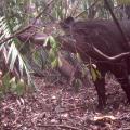 endangered Baird&#39;s tapir