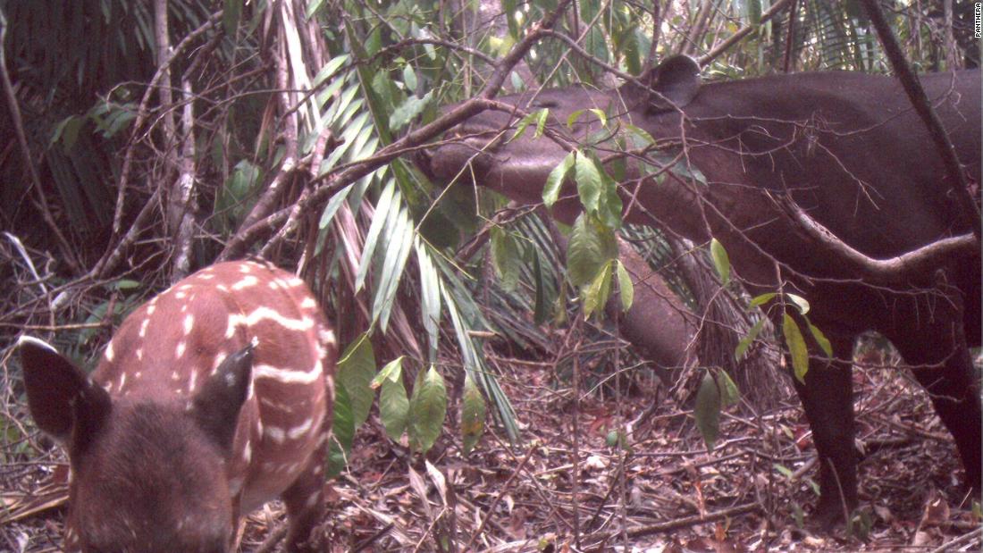The Maya Forest Corridor also provides an important habitat for other species, such as the endangered Baird&#39;s tapir (photographed here by a camera trap), the Central American spider monkey and the critically endangered Central American river turtle. 