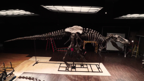 Stan est connu comme le fossile de T. rex le plus complet au monde.
