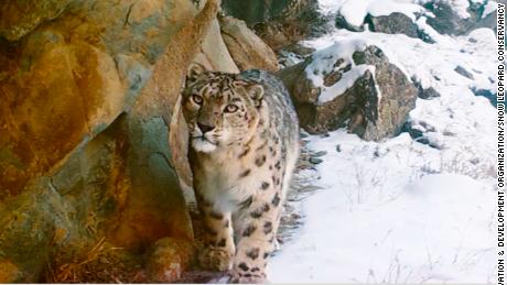 Shafqat Hussain is protecting Pakistan's elusive snow leopards - CNN