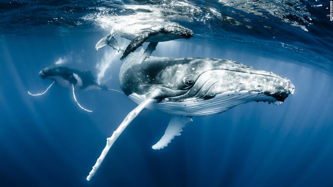 Shawn Heinrichs is protecting our oceans through photography