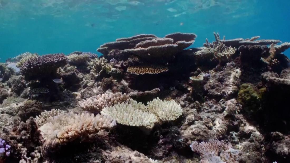 La Gran Barrera de Coral se enfrenta a un cuarto blanqueamiento masivo ...