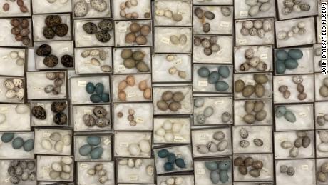 A drawer of eggs in the Field Museum&#39;s collection.