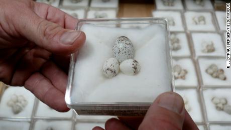 Eggs in the collection of the Western Foundation of Vertebrate Zoology.
