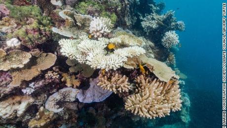 Coral in Stanley Reef, about 130 kilometers from Townsville in Queensland, is showing signs of bleaching.