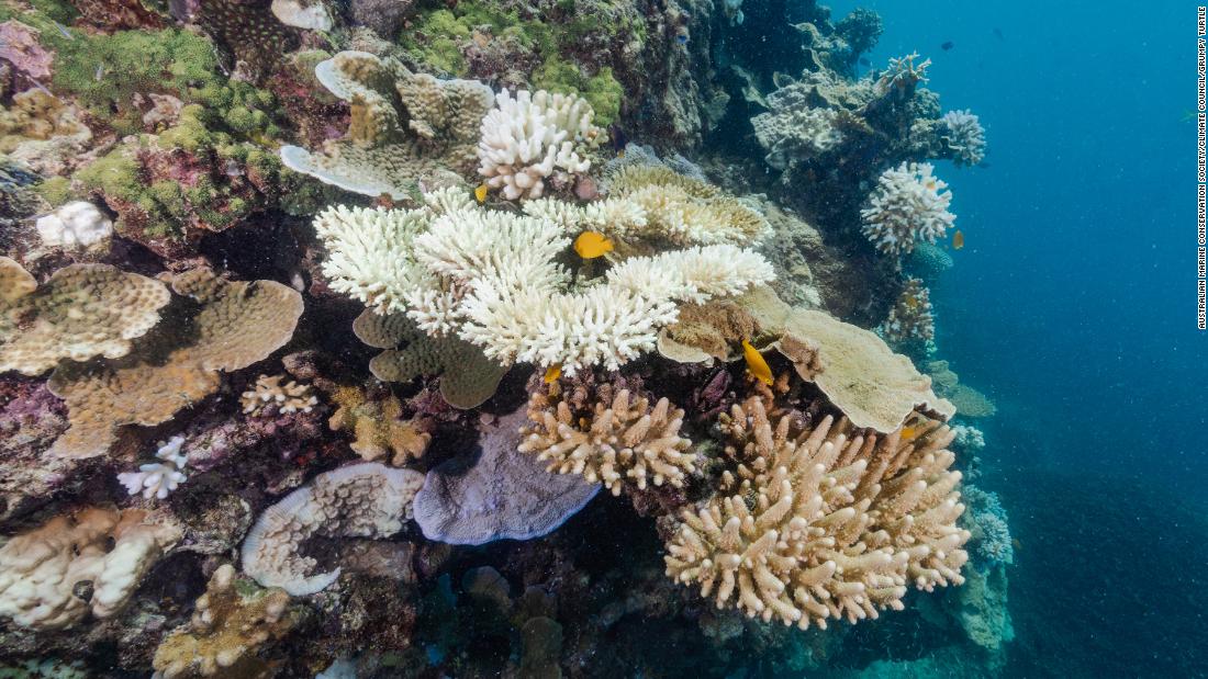 Parts of Great Barrier Reef record highest amount of coral in 36 years