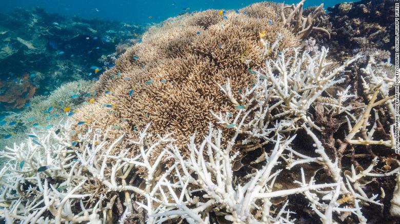 Coral at Stanley Reef, about 83 miles (133 kilometers) off Townsville in Queensland, shows signs of bleaching caused by rising sea temperatures. 