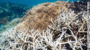 Great Barrier Reef mengalami peristiwa pemutihan massal dengan 91% terumbu karang yang disurvei terpengaruh