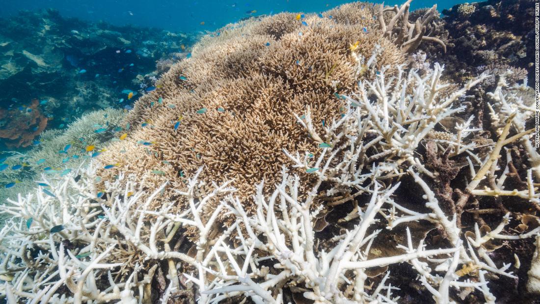 Velký bariérový útes: 91 % zkoumaných útesů trpělo v roce 2022 vyblednutím korálů