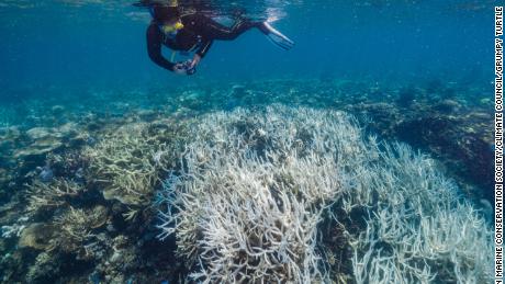 Underwater images taken in 2022 show the Great Barrier Reef is suffering heat stress.