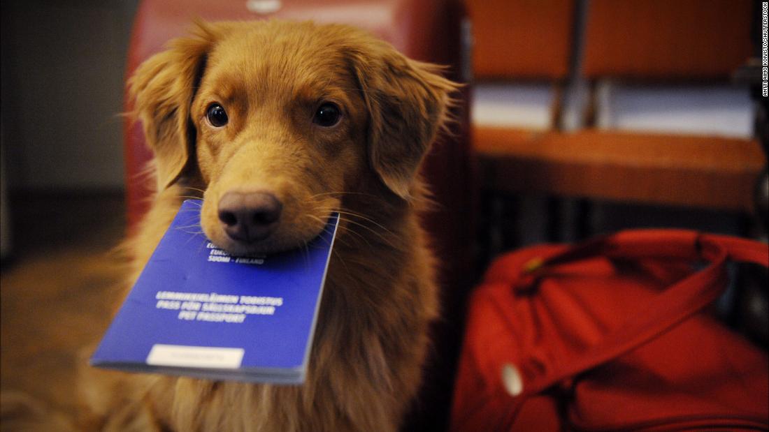 A beginner’s guide to pet passports