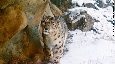 Un leopardo delle nevi viene visto nel Gilgit-Baltistan, nel nord del Pakistan, mentre usa una trappola fotografica.  Credito: Baltistan Wildlife Conservation & amp;  Organizzazione per lo sviluppo / Conservazione del leopardo delle nevi