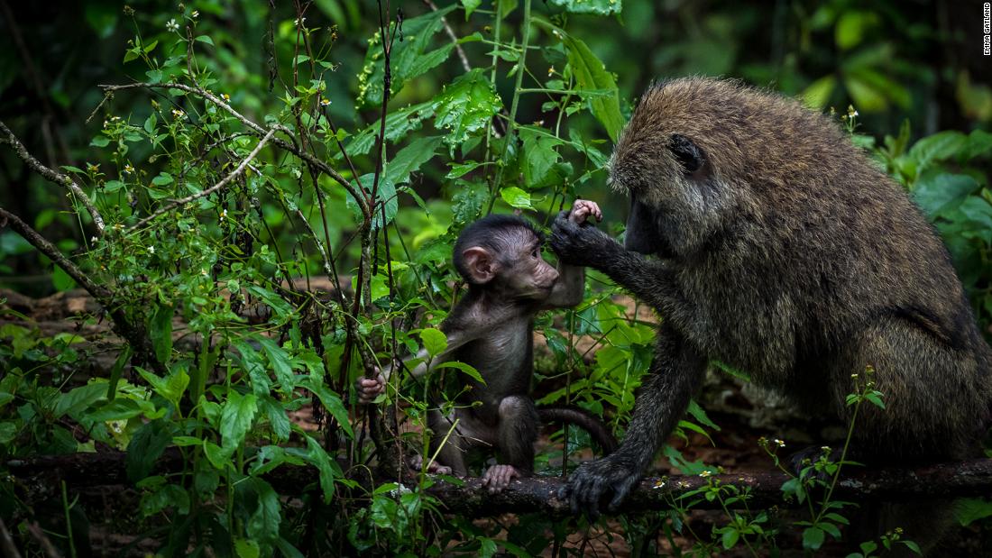 &quot;We forget how close we are to nature and how close they are to us,&quot; Gatland adds. She hopes photographs like this one, featuring a mother and her child in nature, show the world the similarity between humans and wildlife.
