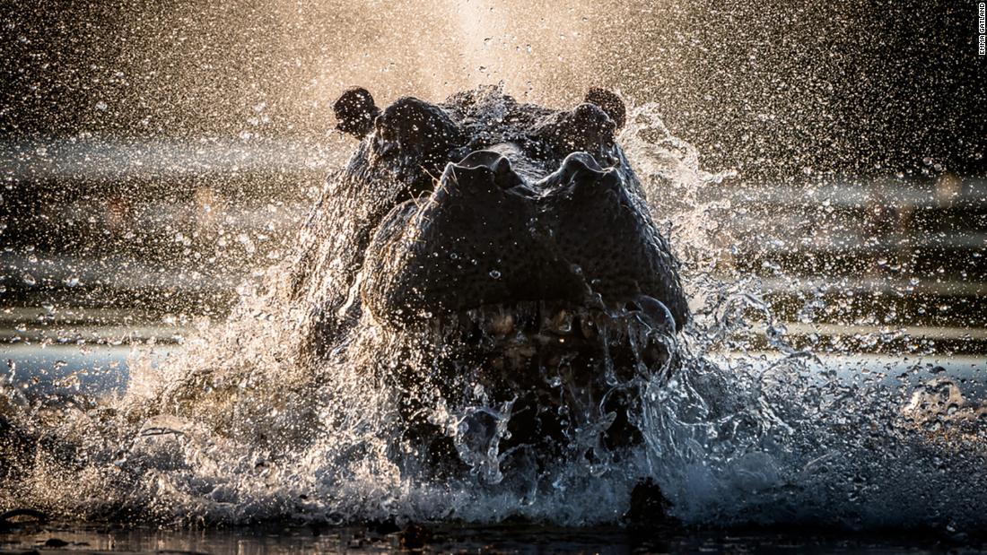 Gatland was sitting on a boat in Botswana&#39;s Okavango Delta on her way back to camp, when this hippo dented her boat to protect its territory. &quot;I wasn&#39;t worried about what might have happened -- (instead, I) just took out the camera and started firing away and managed to get a shot,&quot; she says. 
