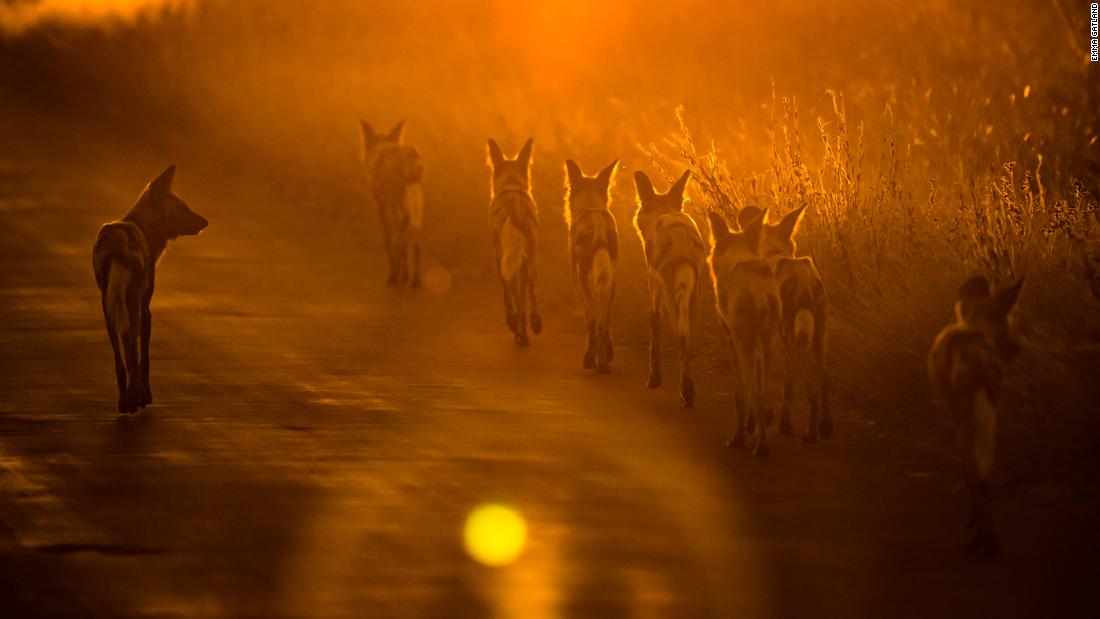 Light, color, composition and sharpness are all factors that Gatland considers when selecting her images. Most importantly, she considers the story each image will tell. This pack of African wild dogs in South Africa&#39;s Timbavati Wildlife Park gave Gatland an opportunity to shoot during lowlight and generate a silhouette of the animals under the orange sky. &quot;I call this shot &#39;Leader of the Pack&#39; ... you can just feel this dog kind of coordinating his soldiers into the hunt,&quot; she says.