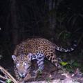 Jaguar panthera