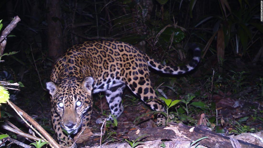 Panthera is a global wild cat conservation organization involved in the efforts. It has studied jaguars in the area for years, setting out camera traps and using GPS collars to track their movements. Panthera estimates that there are around 50 to 60 jaguars in the area.