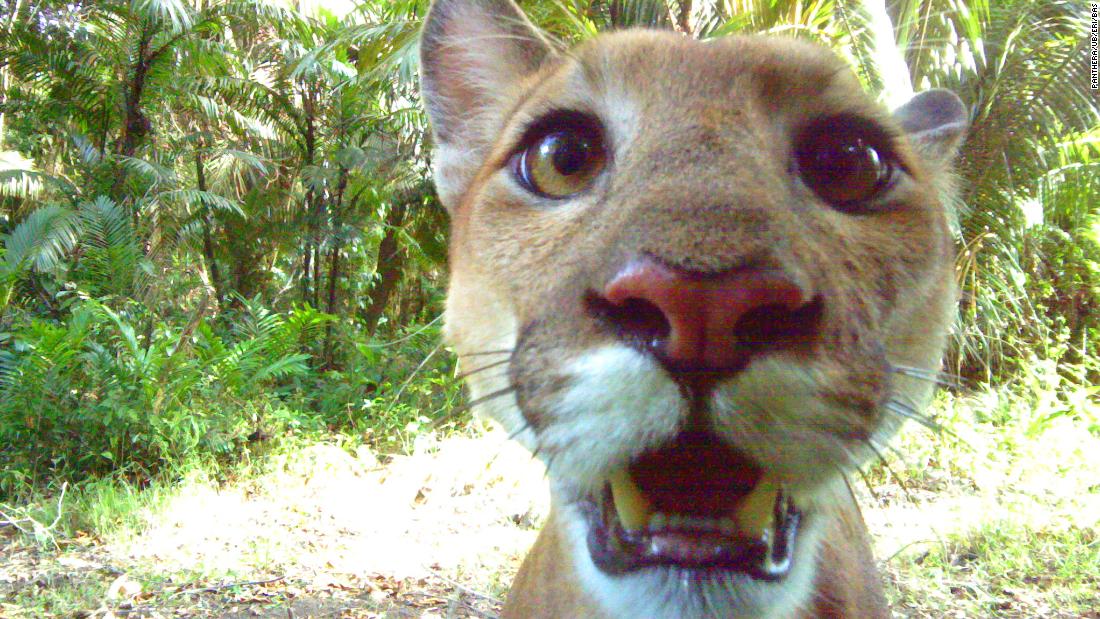 Losing the jaguar, an apex predator, would create an imbalance in the surrounding ecosystem. Here -- looking directly into the camera trap -- is a puma, another wildcat present in the region. 