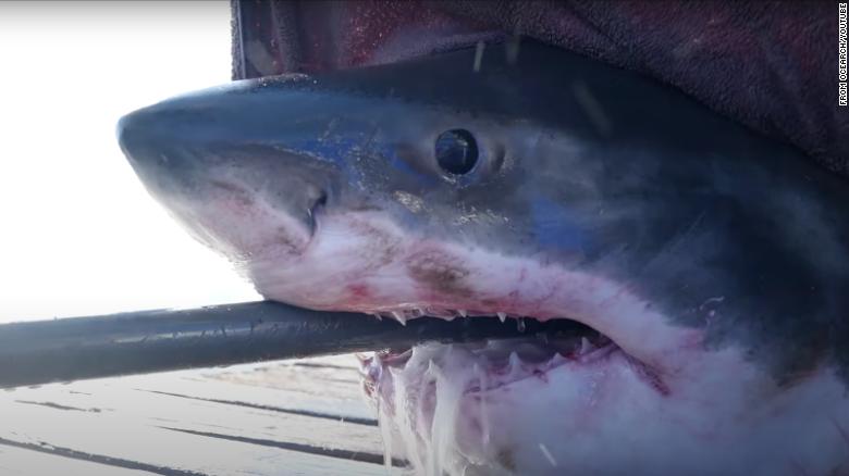 Meet Scot, the 1,600-pound great white shark swimming off Florida’s coast