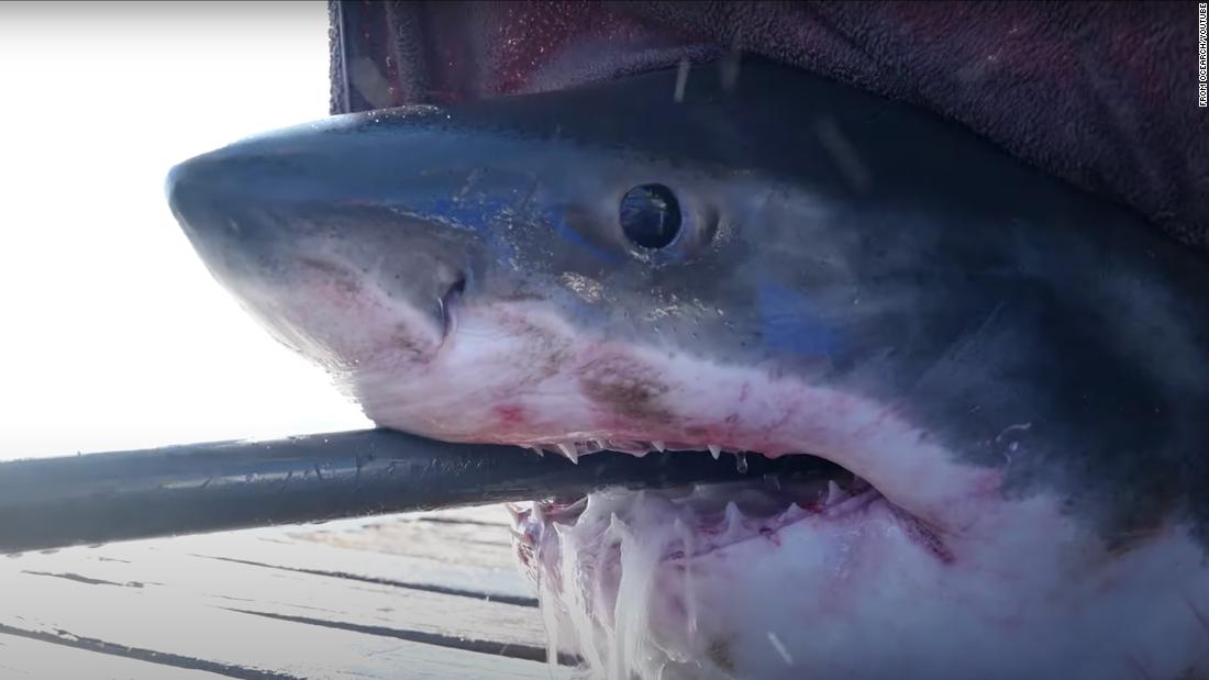 Meet Scot, the 1,600-pound great white shark swimming off Florida's coast - CNN