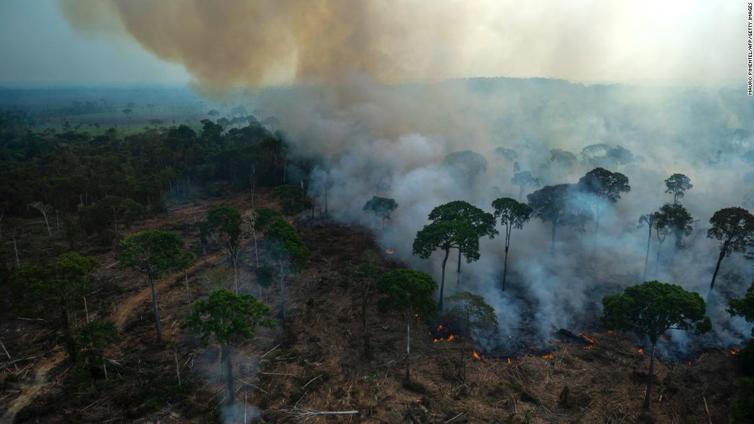 How to save the Amazon? Brazil company says NFTs are the answer