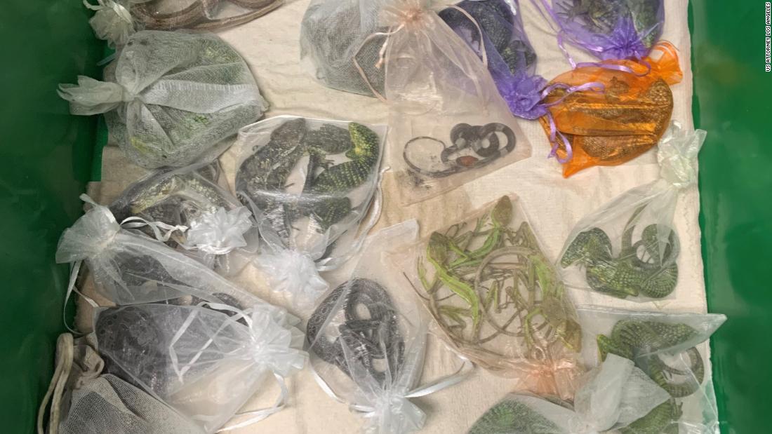Un hombre de California ha sido acusado de contrabandear cientos de reptiles desde México y Hong Kong.